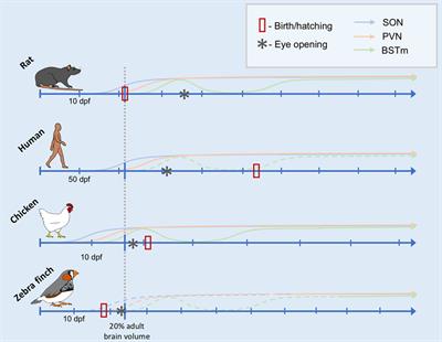 Sensitive Periods, Vasotocin-Family Peptides, and the Evolution and Development of Social Behavior